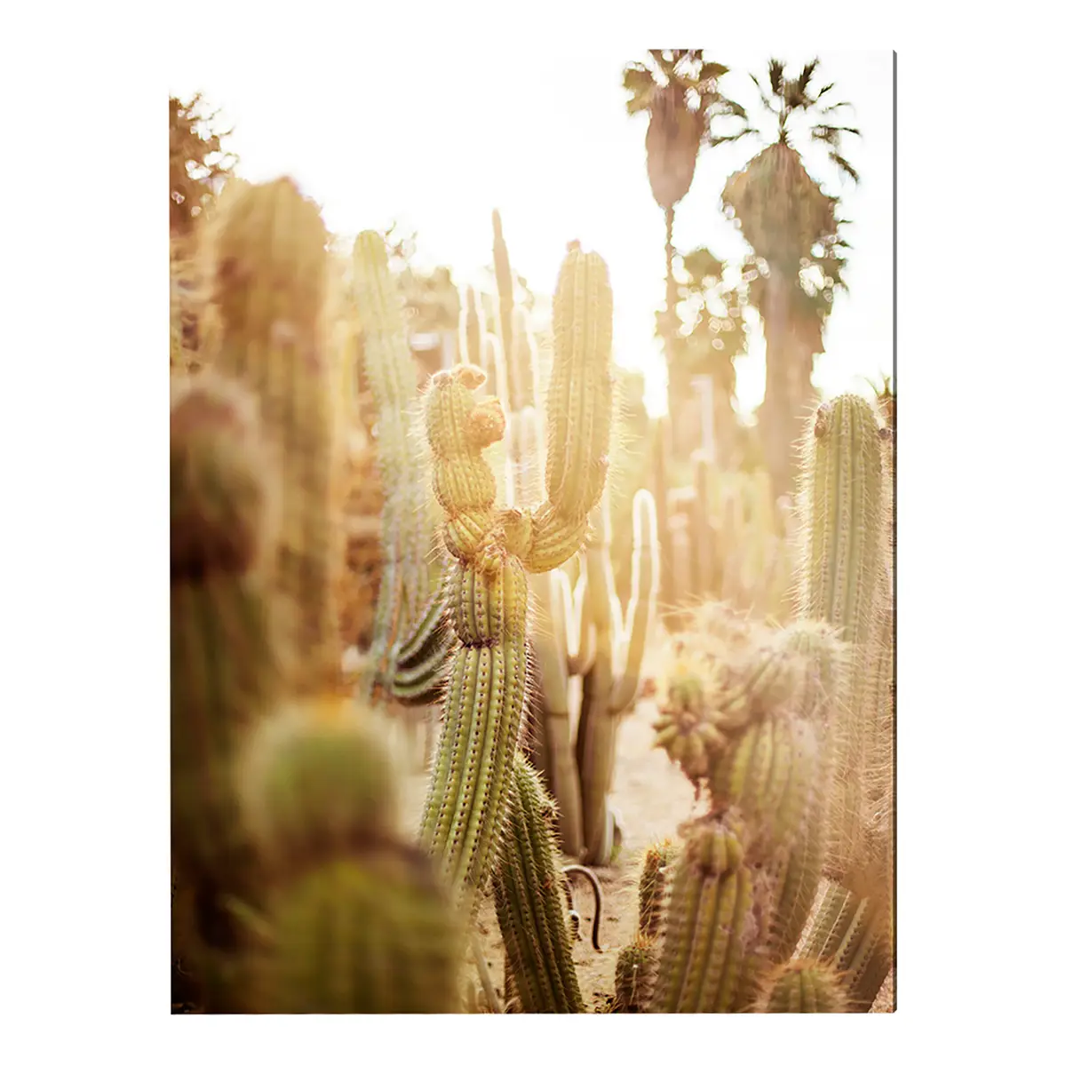 Bild Various cactus in desert Metal: Aku-Dibond Multicolor 60