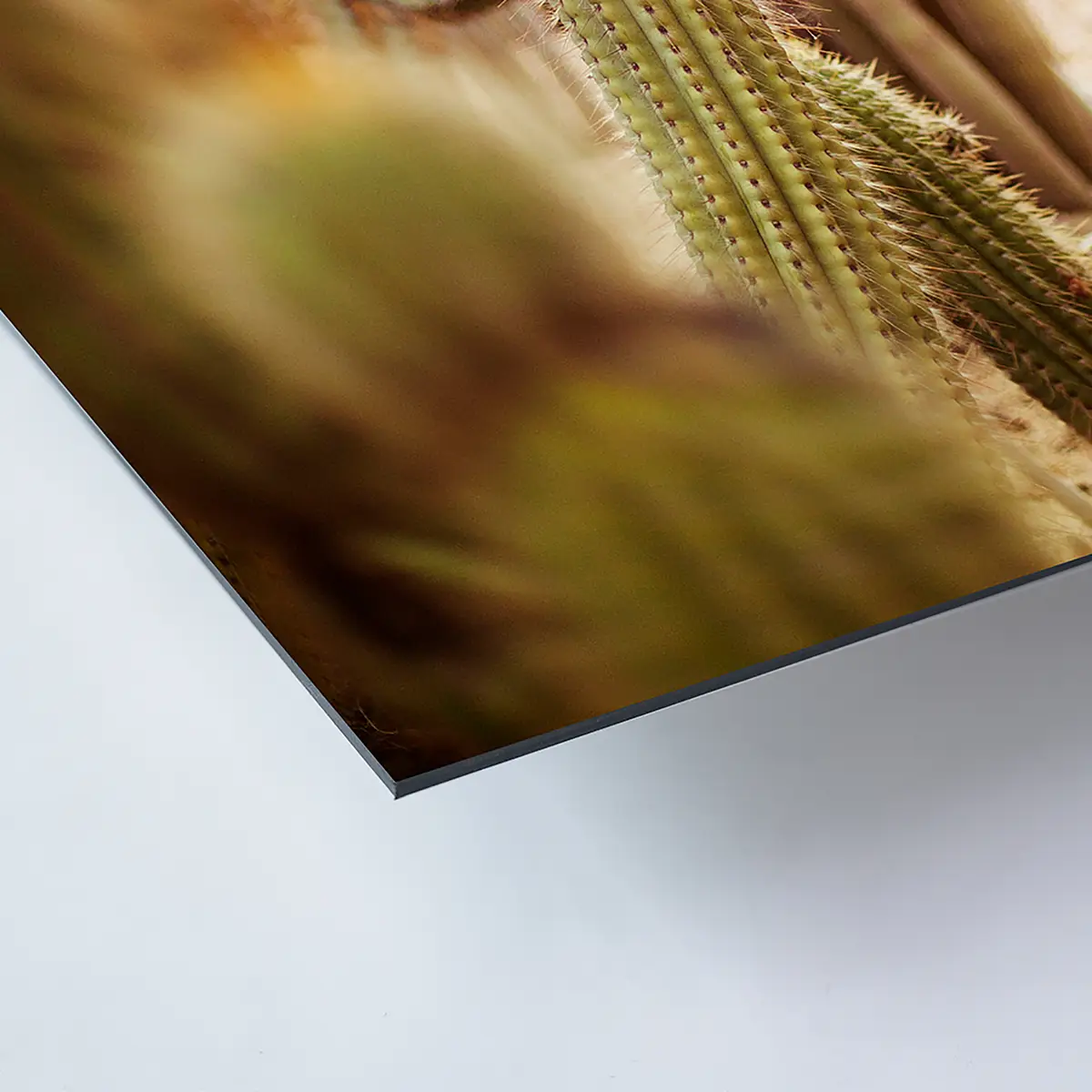 Bild Various cactus in desert Metal: Aku-Dibond Multicolor 60