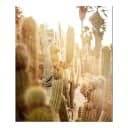 Bild Various cactus in desert Metal: Aku-Dibond | Mehrfarbig