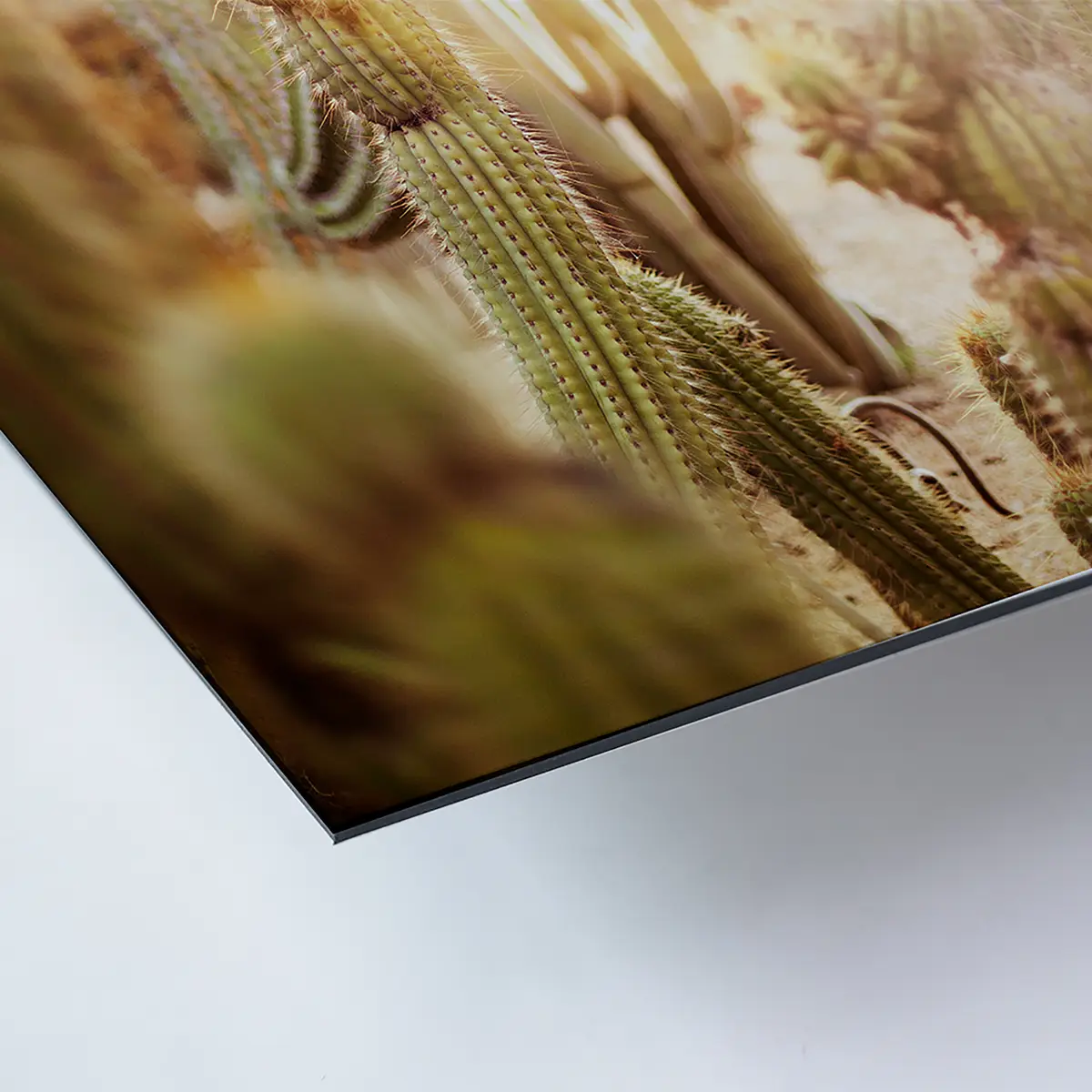 Bild Various cactus in desert Metal: Aku-Dibond | Mehrfarbig