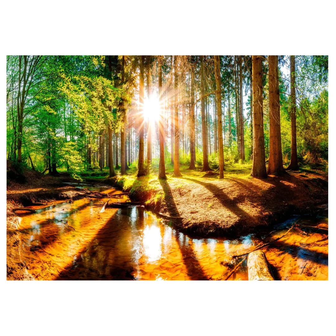 Fototapete Marvelous Forest | Mehrfarbig
