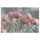 Vliestapete Malerische Mohnblumen | Pink