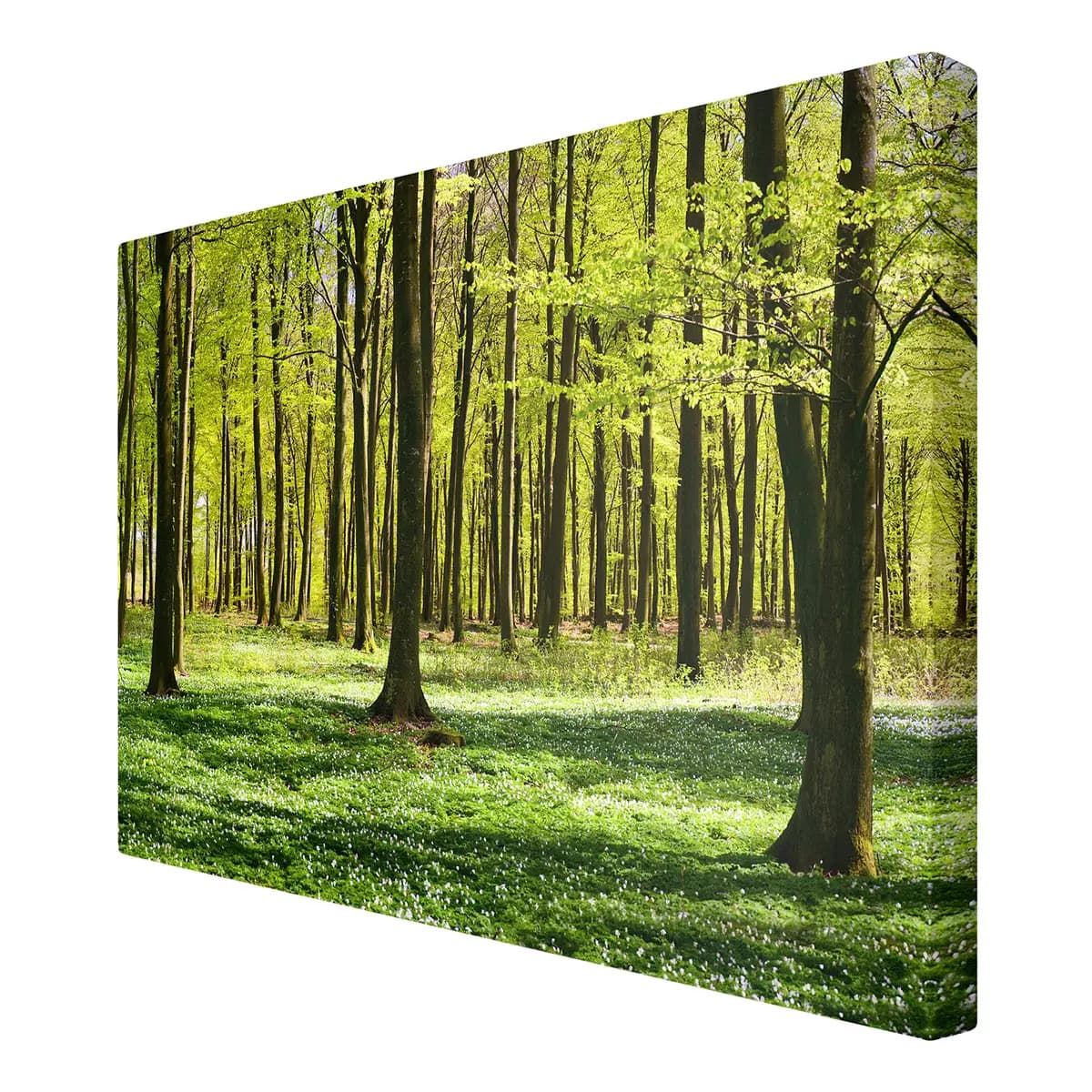Leinwandbild Waldwiese I | Grün