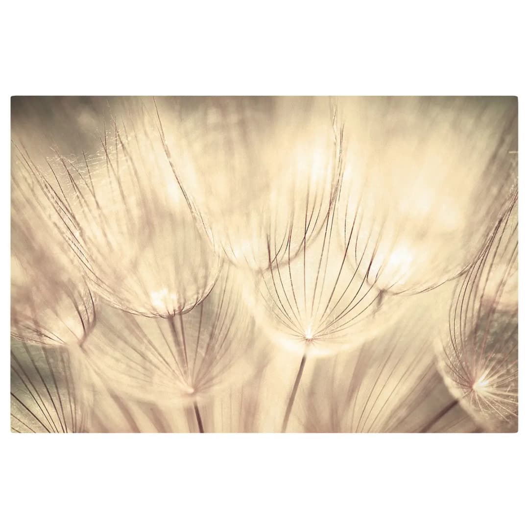 Leinwandbild Pusteblumen III | Beige