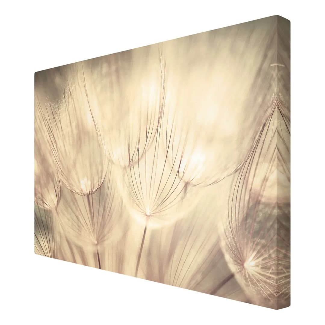 Leinwandbild Pusteblumen III | Beige