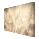 Leinwandbild Pusteblumen III | Beige