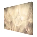 Leinwandbild Pusteblumen IV | Beige