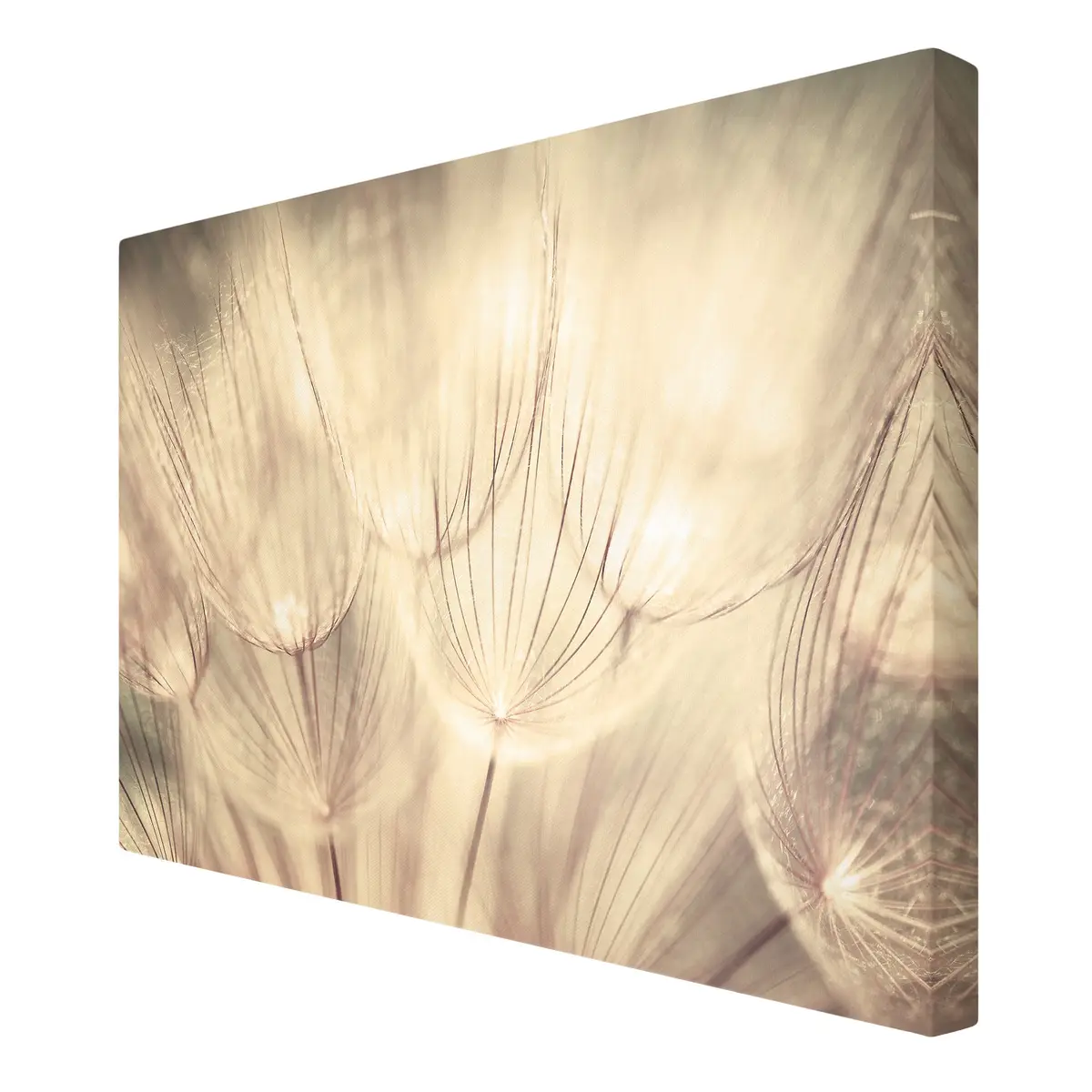 Leinwandbild Pusteblumen IV | Beige