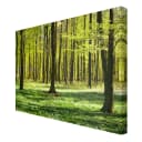 Leinwandbild Waldwiese II | Grün