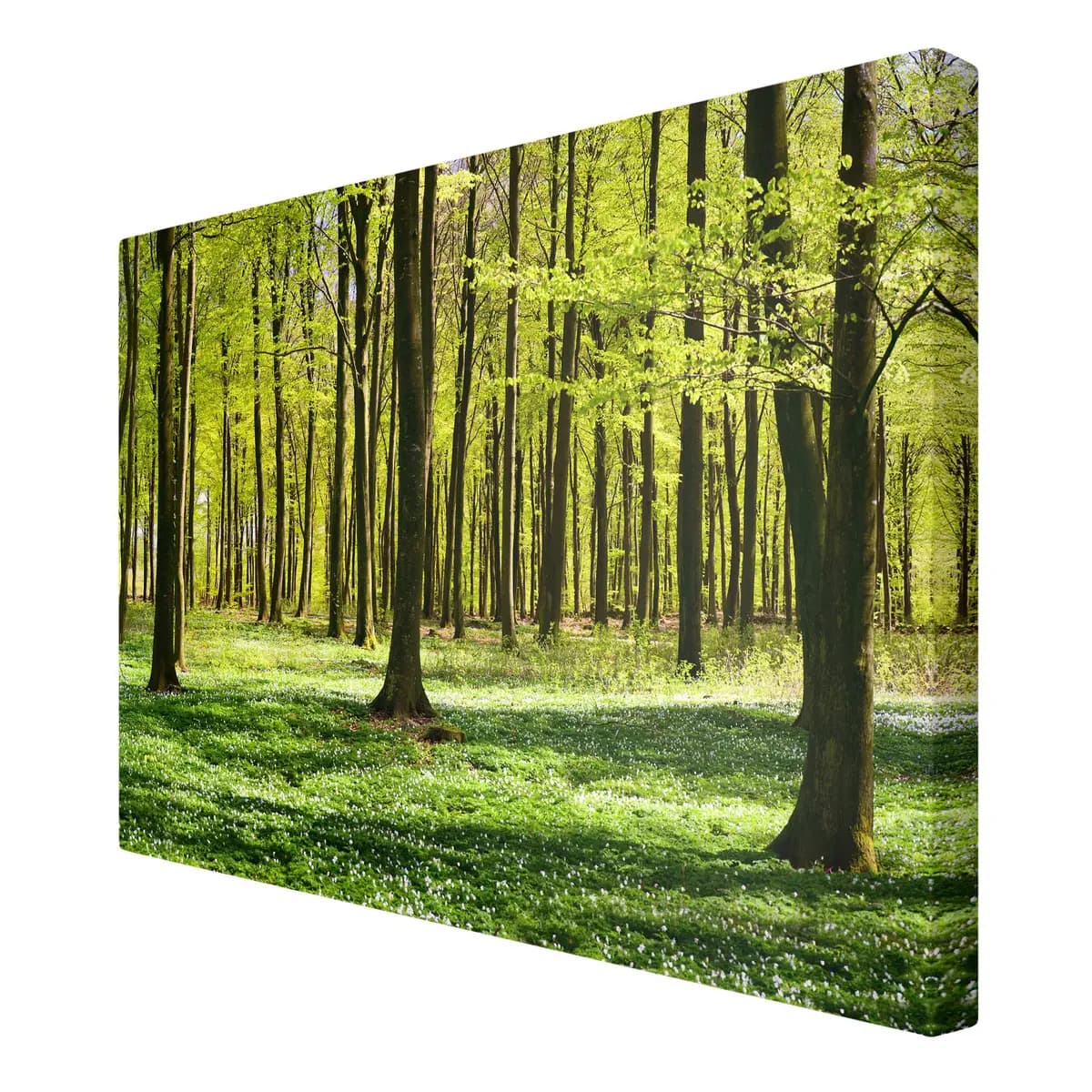 Leinwandbild Waldwiese II | Grün