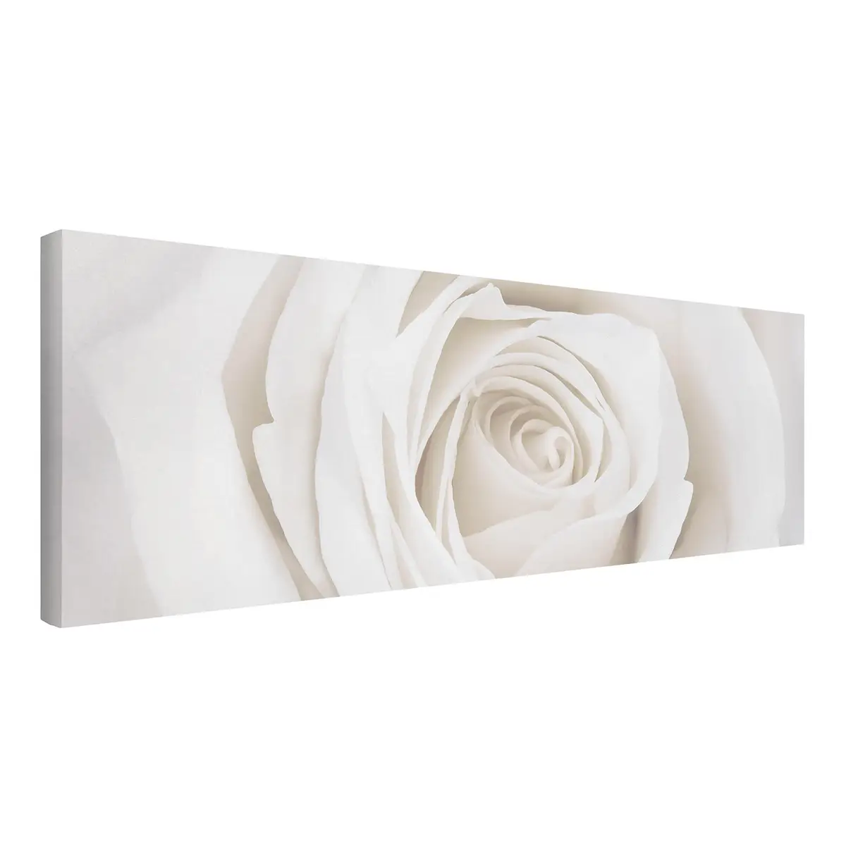 Leinwandbild Pretty White Rose II | Weiß