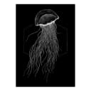 Wandbild Jellyfish | Mehrfarbig