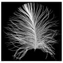 Wandbild Feather | Mehrfarbig