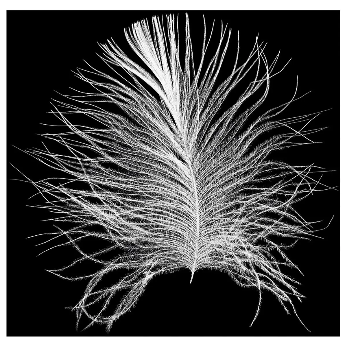 Wandbild Feather | Mehrfarbig