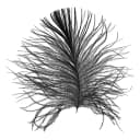 Wandbild Feather | Mehrfarbig