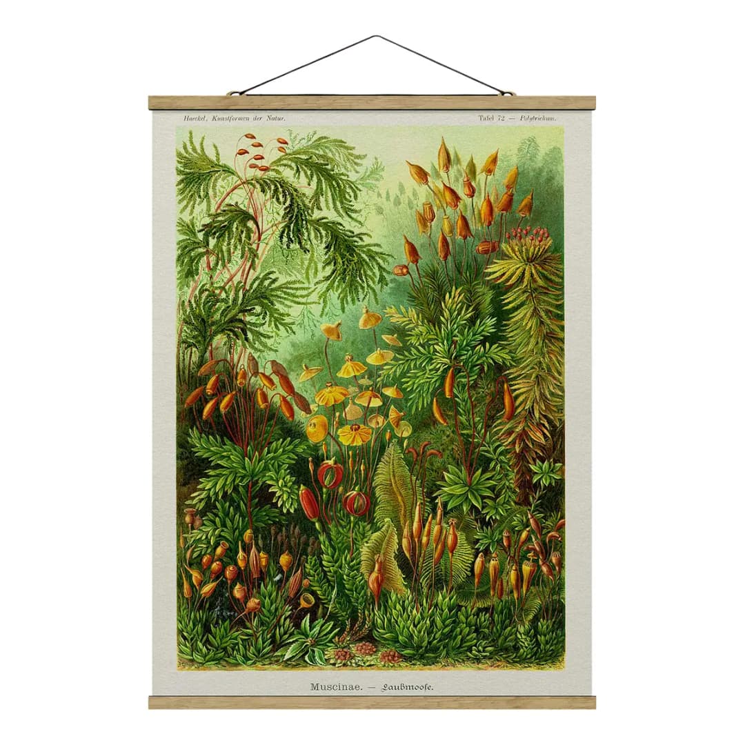 Stoffbild Vintage Lehrtafel Moos | Grün