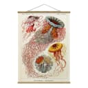 Stoffbild Vintage Lehrtafel Quallen | Rot