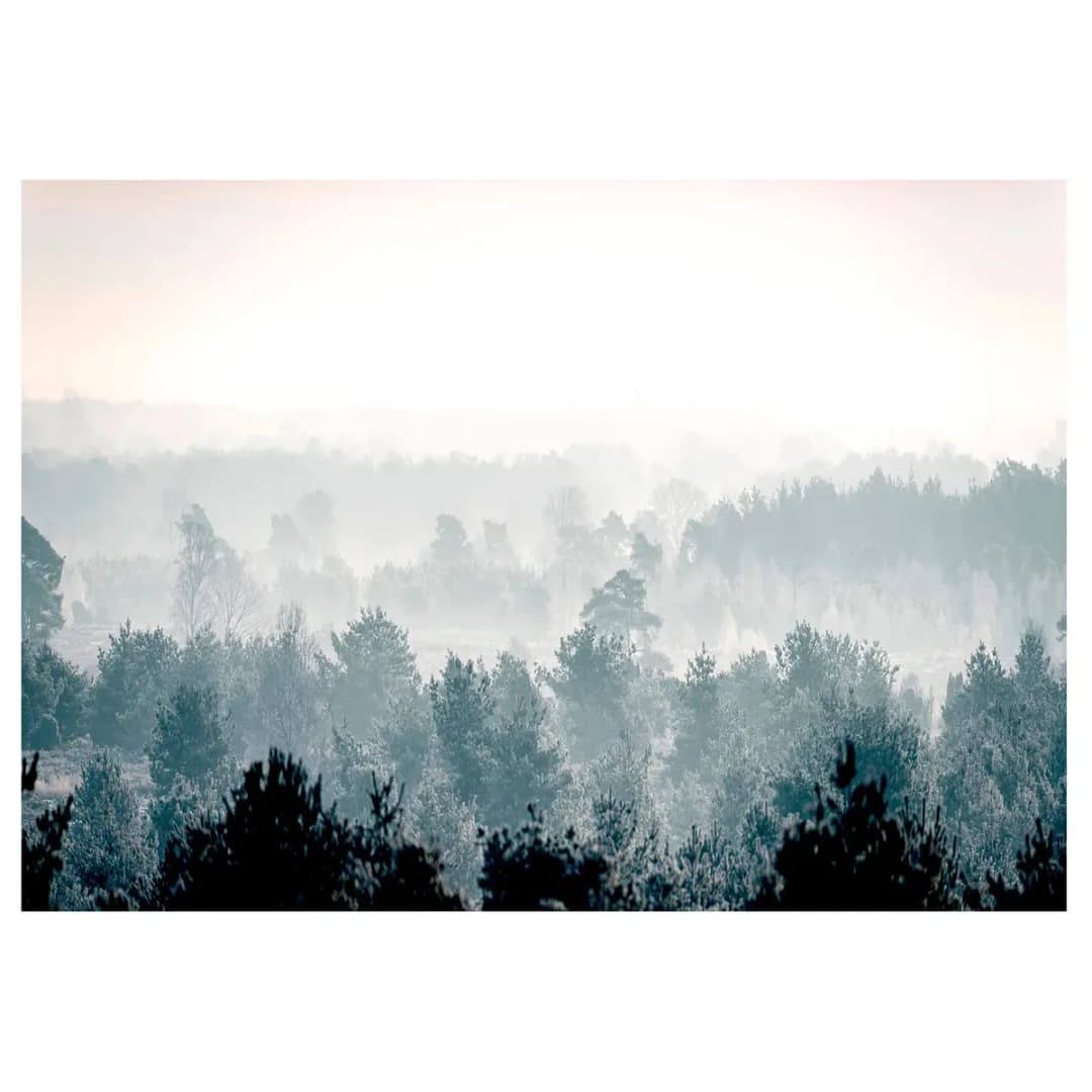 Fototapete Winter Forest | Grau