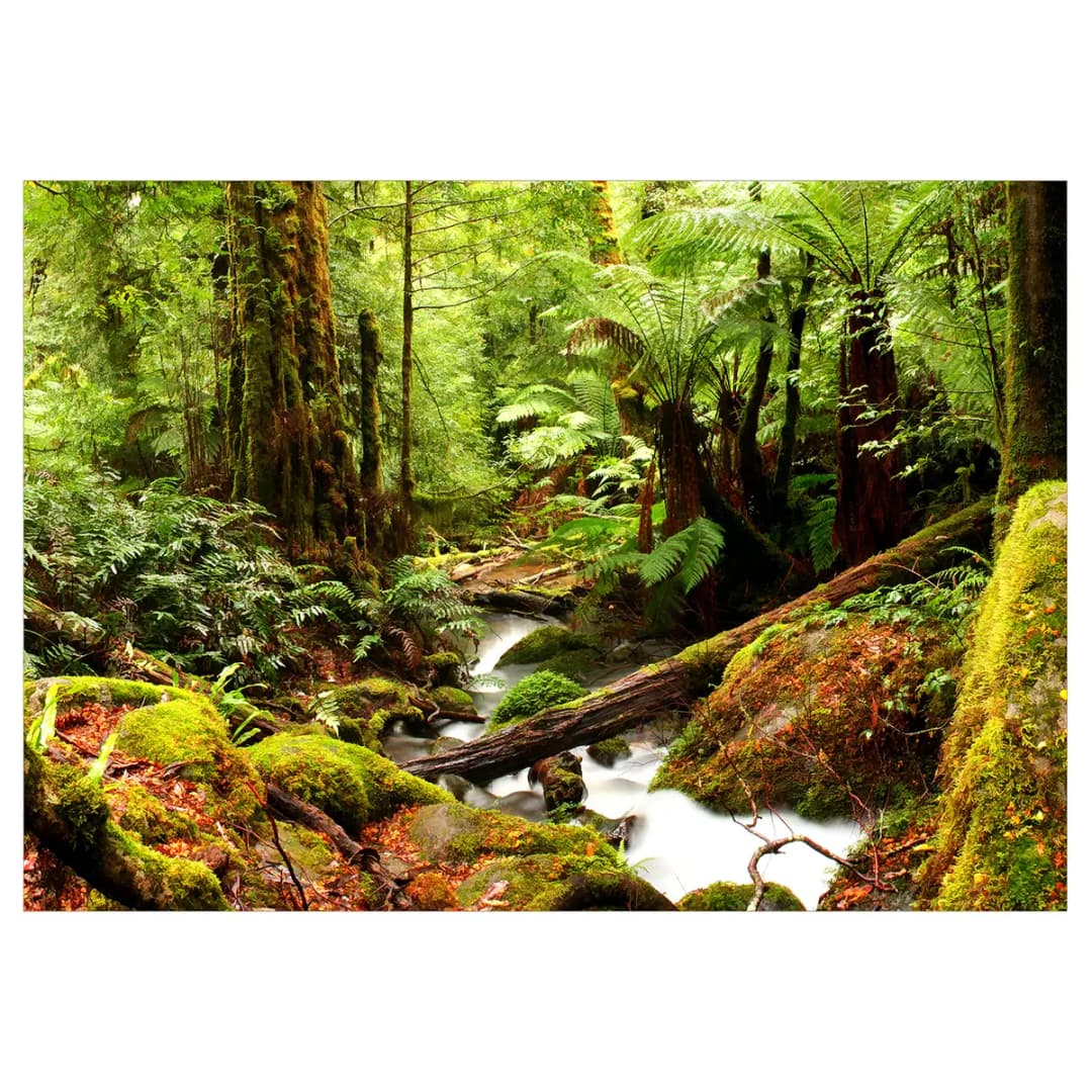 Vlies Fototapete Forest Brook | Grün
