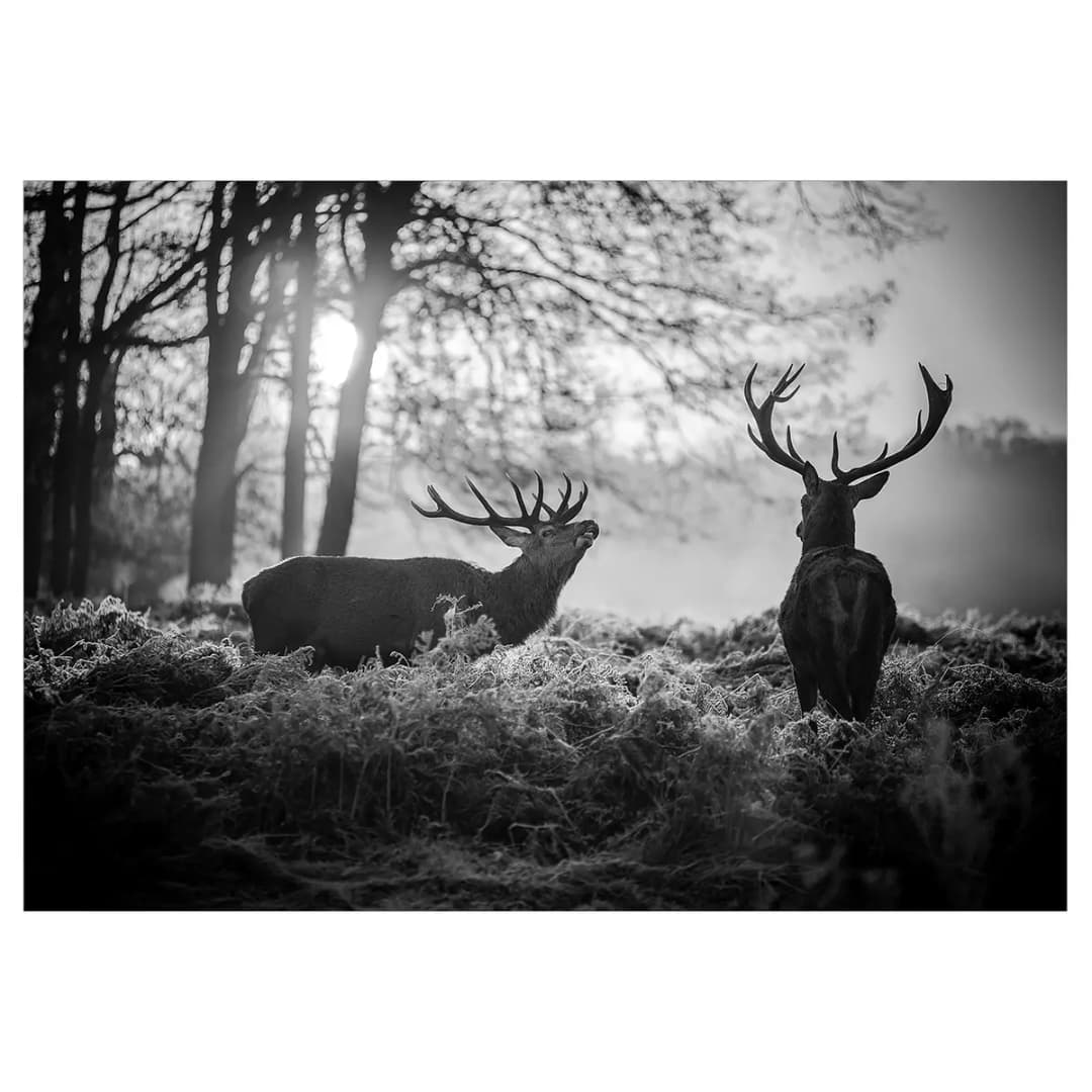 Vlies Fototapete Deers in the Morning | Mehrfarbig