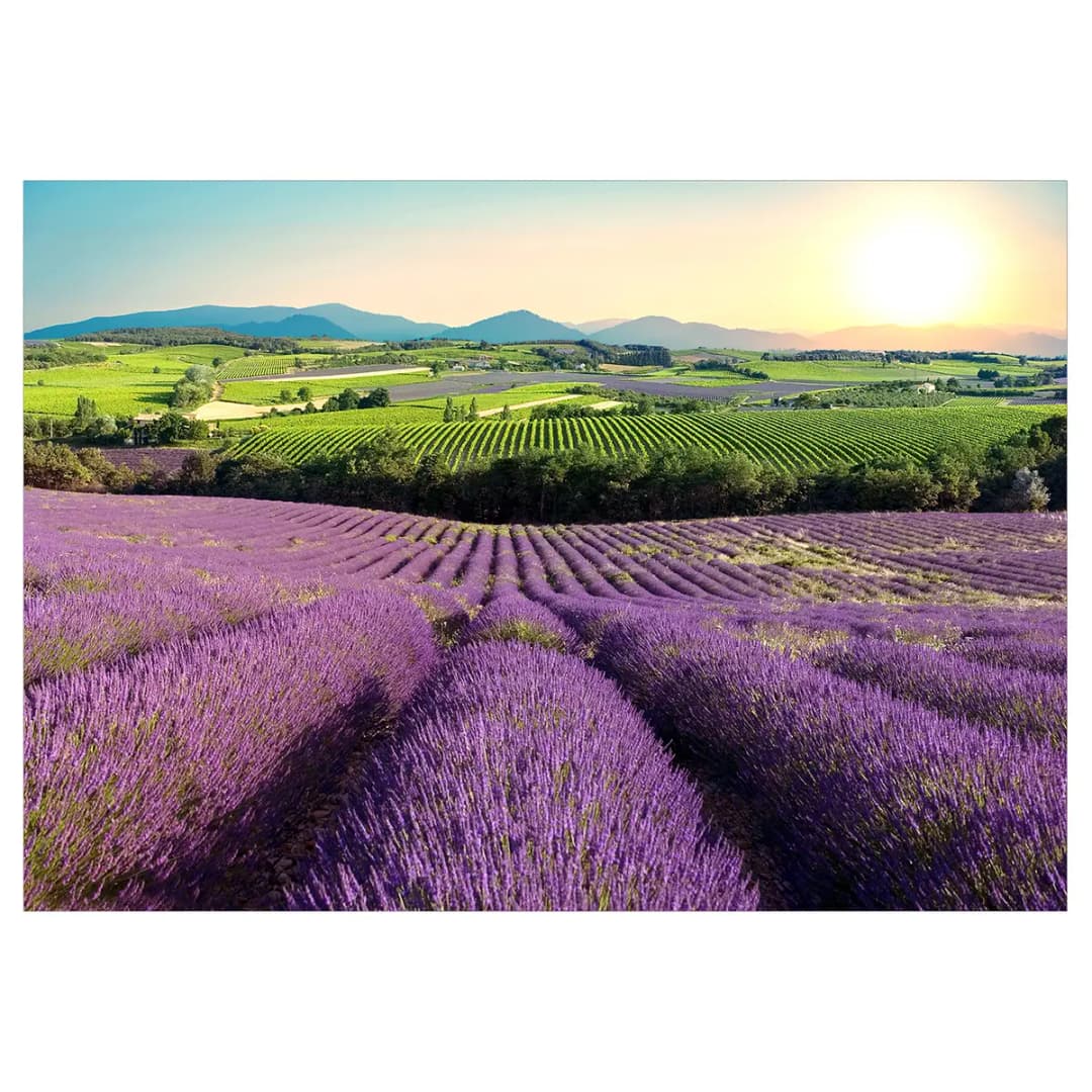Vlies Fototapete Lavender Field | Mehrfarbig