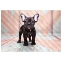 Vlies Fototapete French Bulldog | Pink