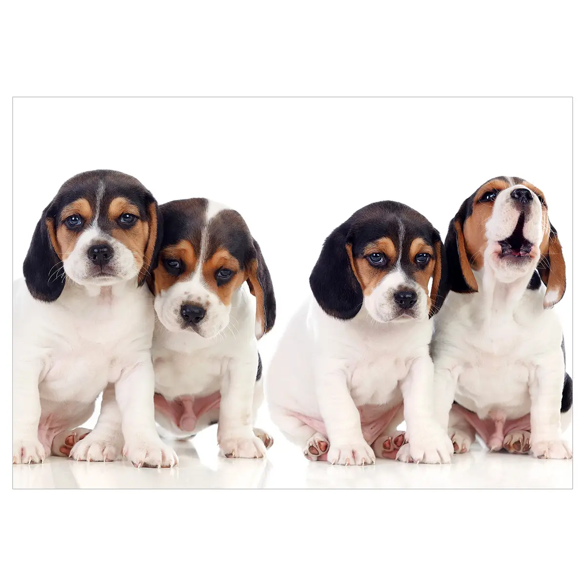Vlies Fototapete Sad Puppies | Mehrfarbig