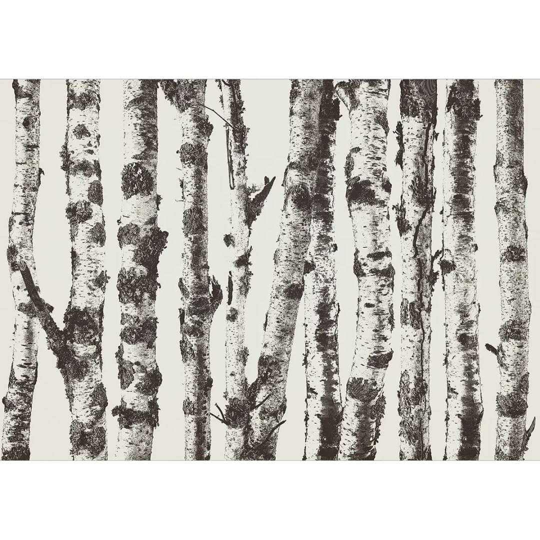 Vlies Fototapete Stately Birches | Grau