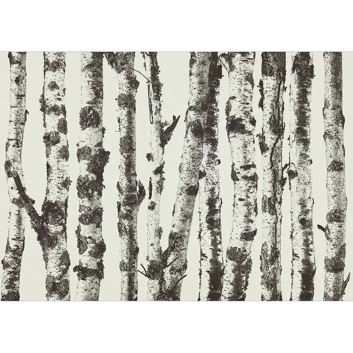 Vlies Fototapete Stately Birches | Grau