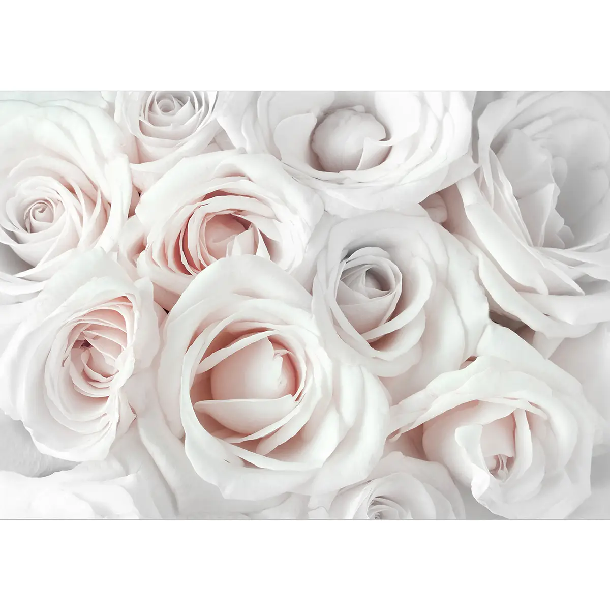 Fototapete Satin Rose | Mehrfarbig