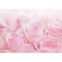 Fototapete Ocean of Roses | Mehrfarbig