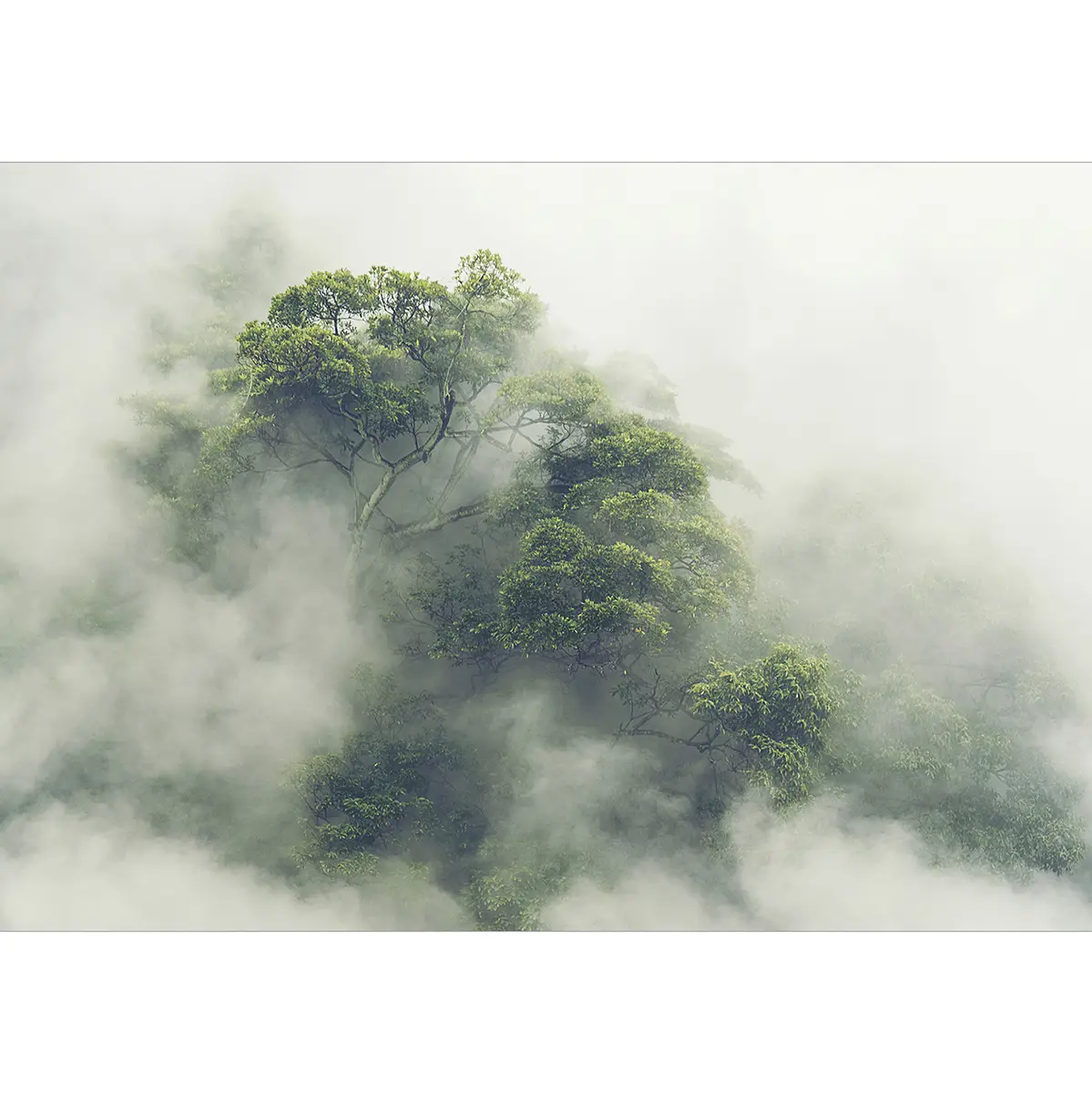 Fototapete Foggy Amazon | Grün
