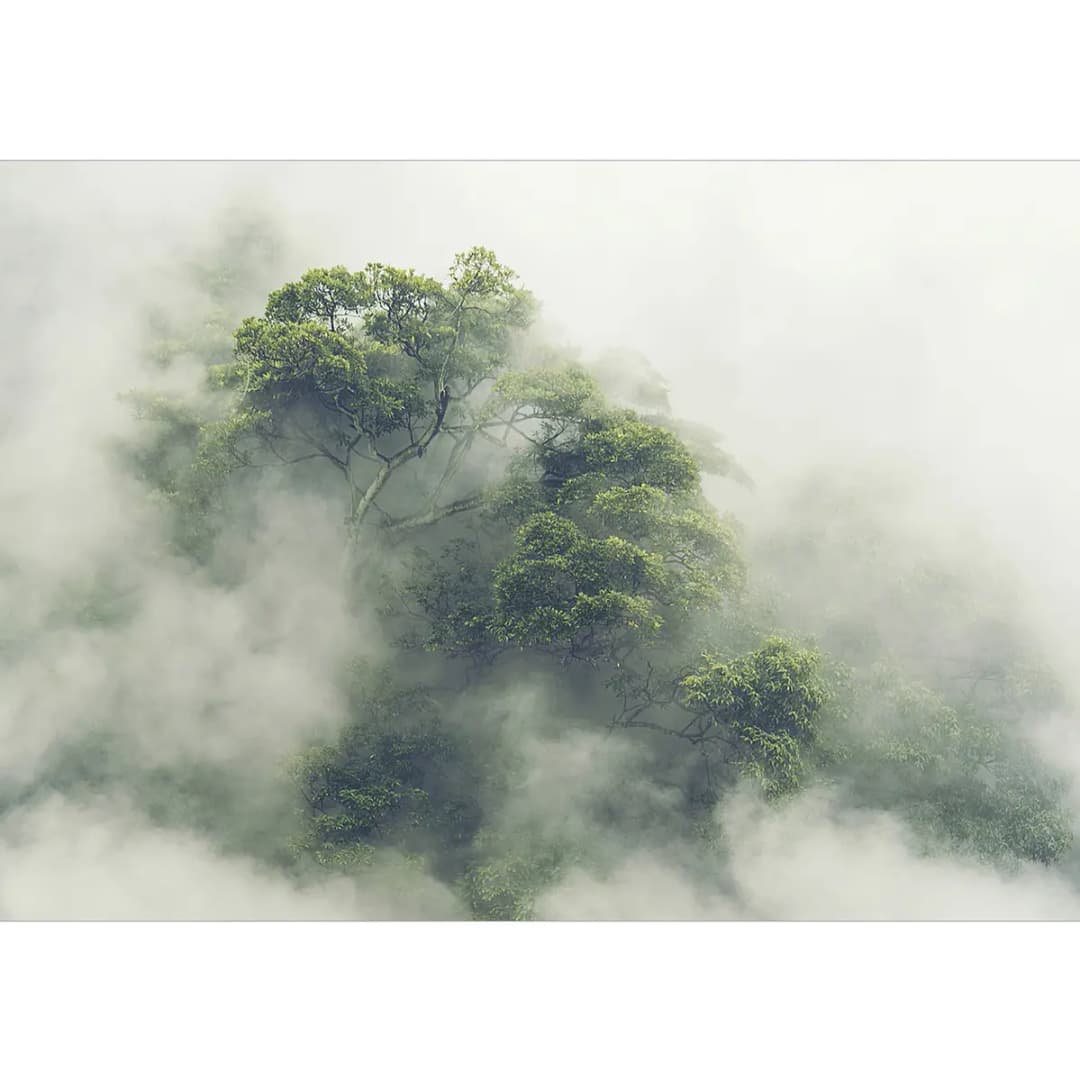Fototapete Foggy Amazon | Grau