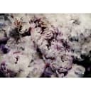 Fototapete Home Flowerbed | Grau