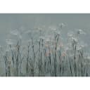 Fototapete Garlic Flowers | Blau