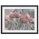 Bild Malerische Mohnblumen II | Pink