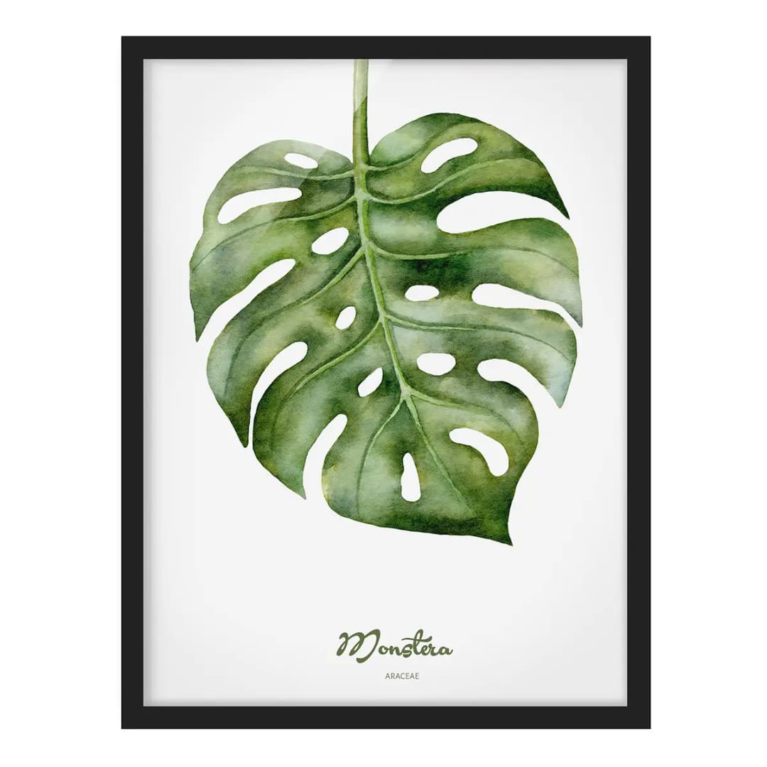 Bild Aquarell Botanik Monstera Papier | Grün