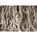 Vlies Fototapete Buddhas Tree | Braun