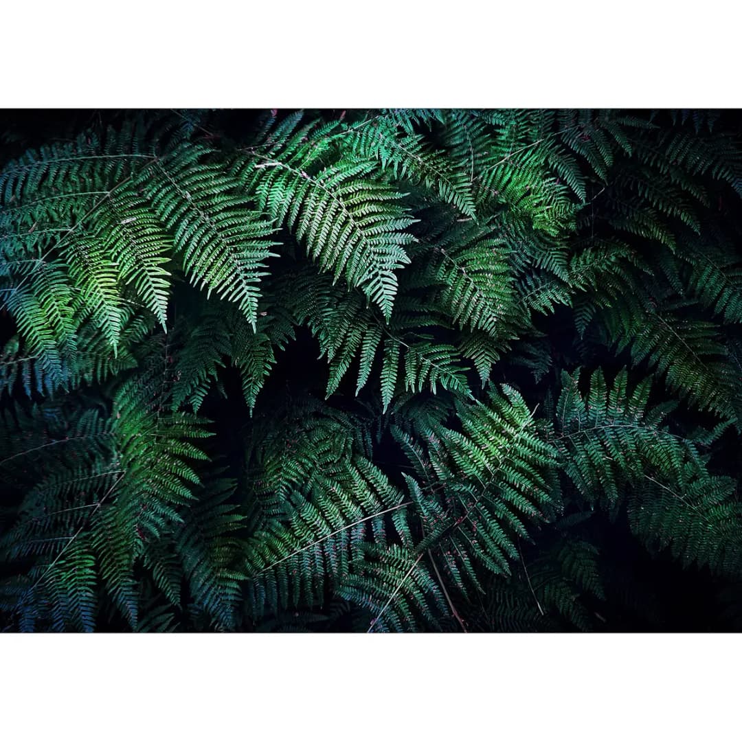 Vlies Fototapete In The Thicket | Grün