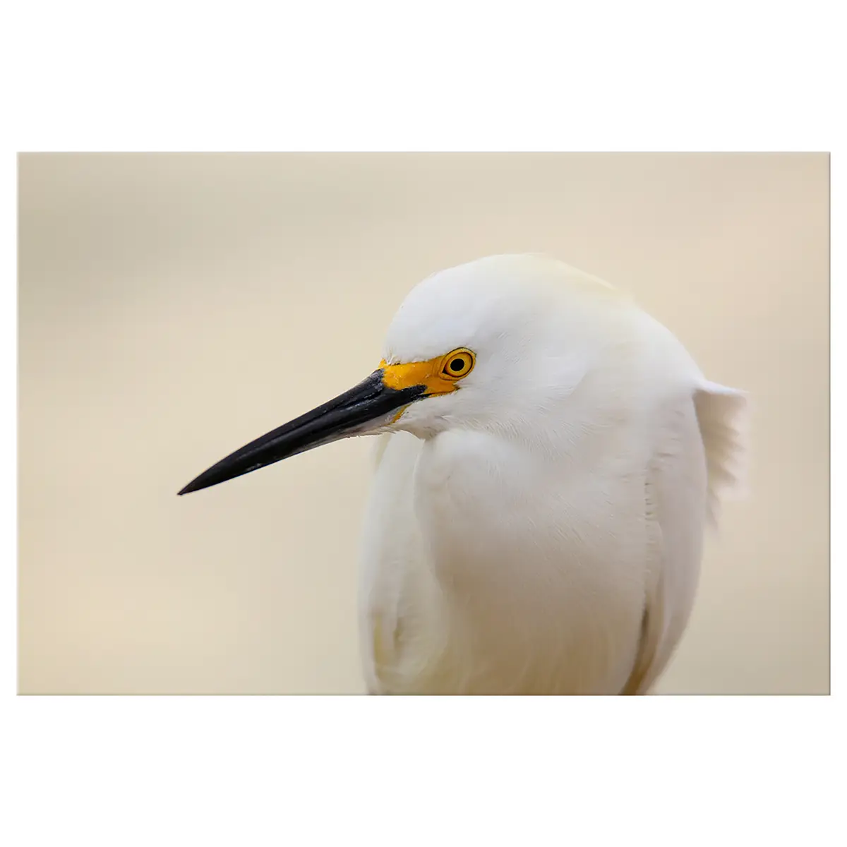 Wandbild Snowy Egret Leinen Beige | Beige