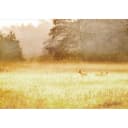 Vlies Fototapete Morning Dew | Gelb