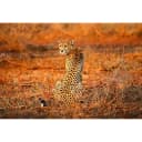 Fototapete Leopard Safari 384cm | Mehrfarbig