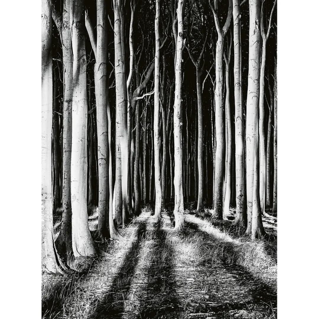 Fototapete Ghost Forest | Schwarz