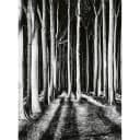 Fototapete Ghost Forest | Schwarz