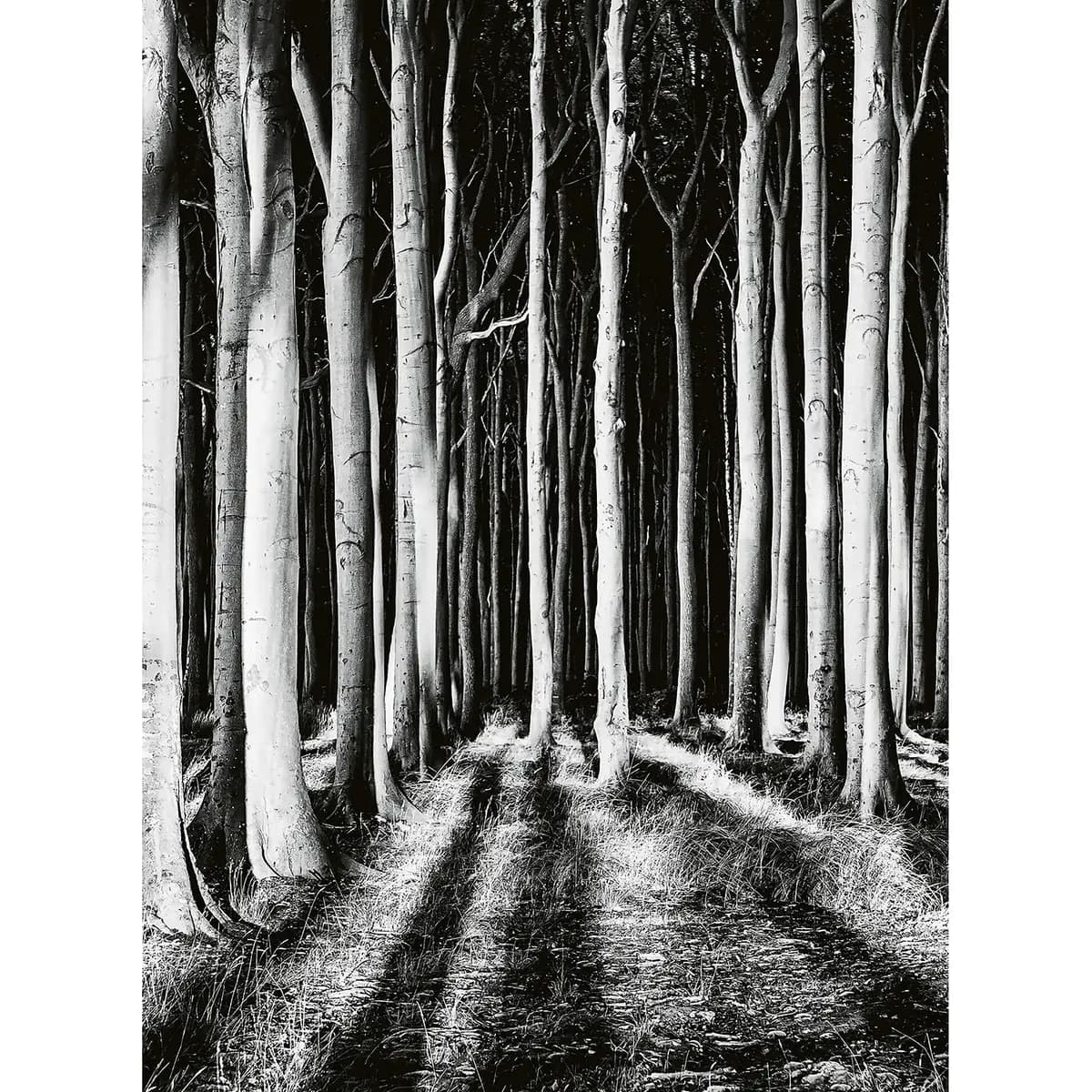 Fototapete Ghost Forest | Schwarz