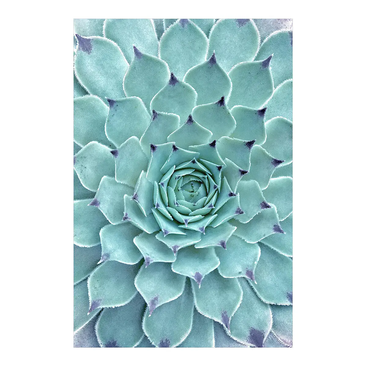 Vinylteppich Kaktus Agave | Türkis