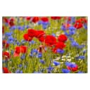 Vinylteppich Sommerwiese mit Mohn | Rot