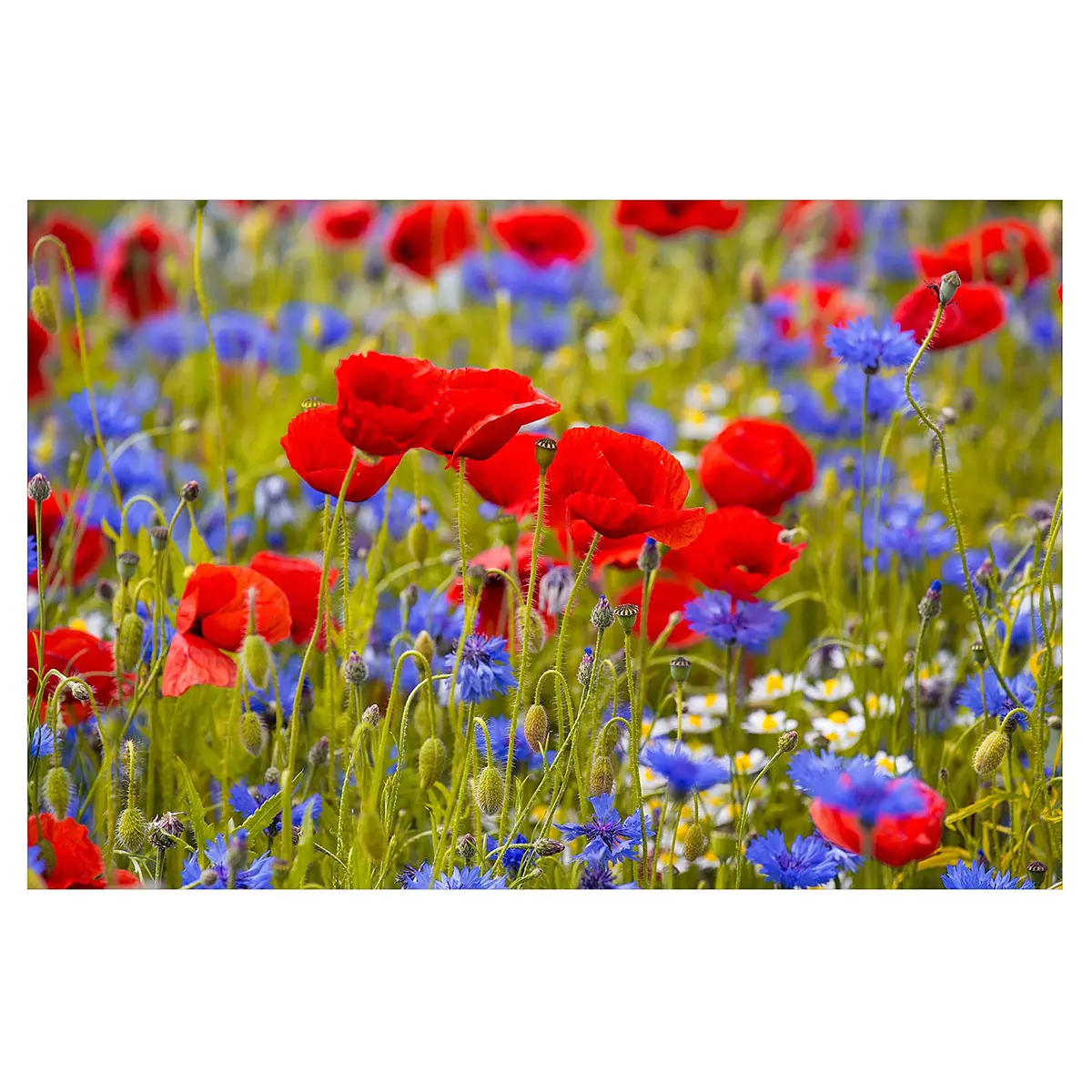 Vinylteppich Sommerwiese mit Mohn | Rot