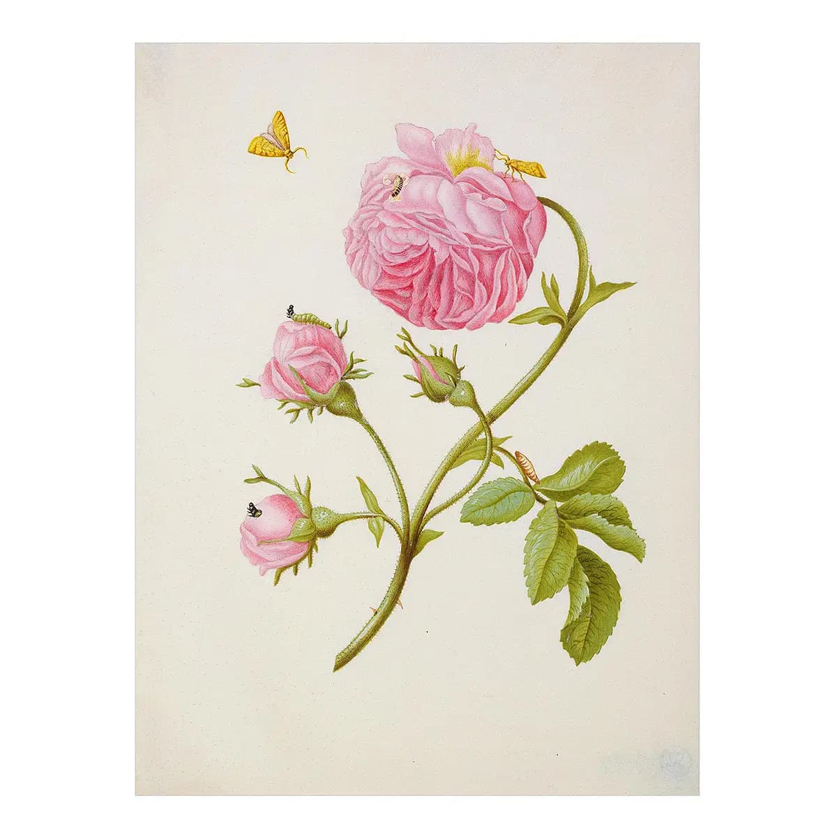 Vinylteppich Buschröschen | Pink