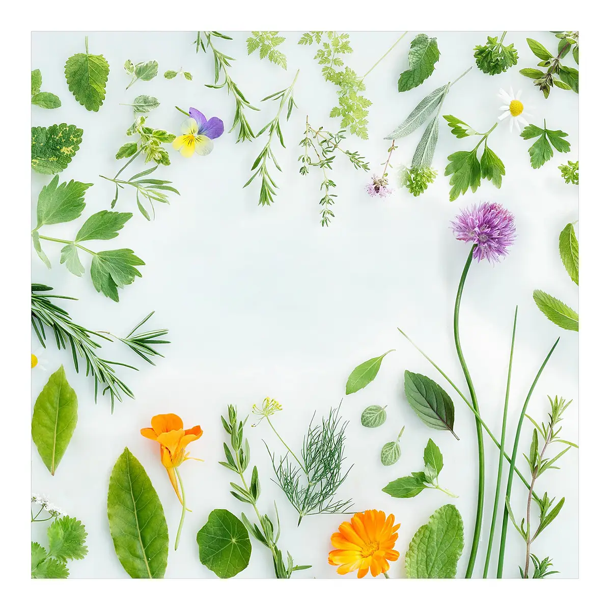 Vinylteppich Kräuter und Blüten 140 x 140cm Grün | Grün